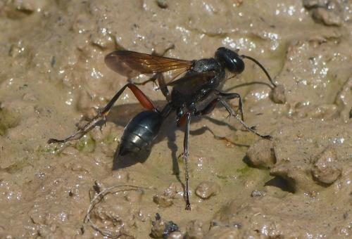 Chalybion femoratum